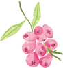Lilly Pilly