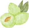 Kakadu Plumn